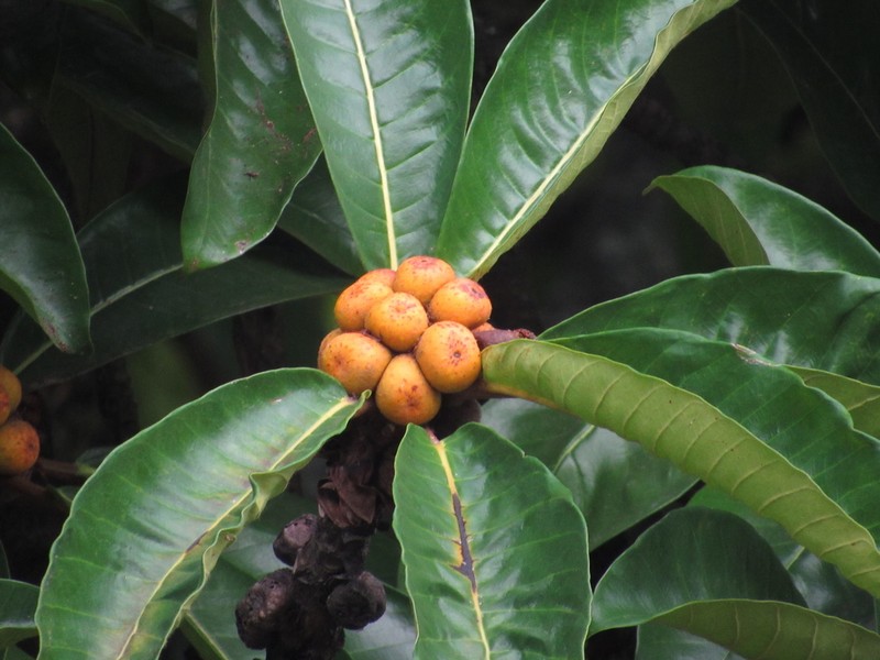Ficus saussureana photo 3