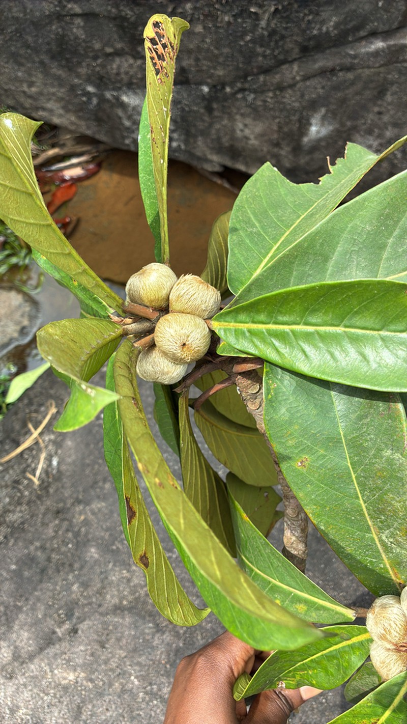 Ficus saussureana photo 4