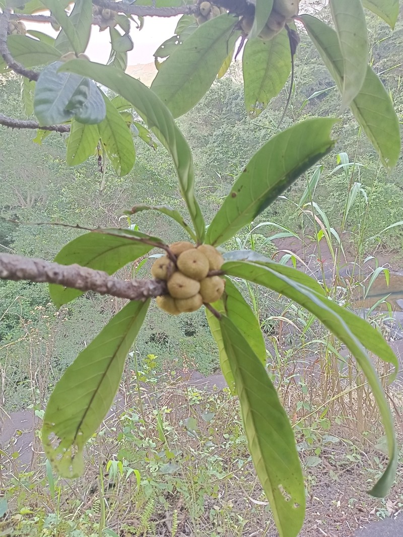 Ficus saussureana photo 6