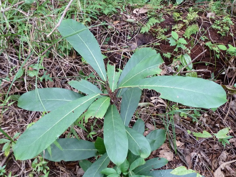 Ficus saussureana photo 7