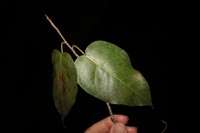 Ficus saxophila