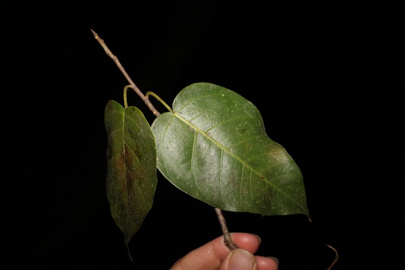 Ficus saxophila