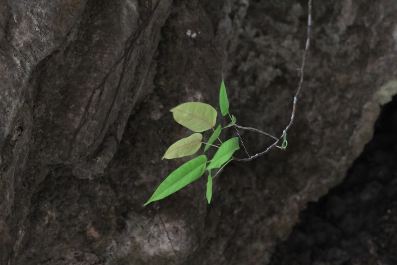 Ficus saxophila photo 2