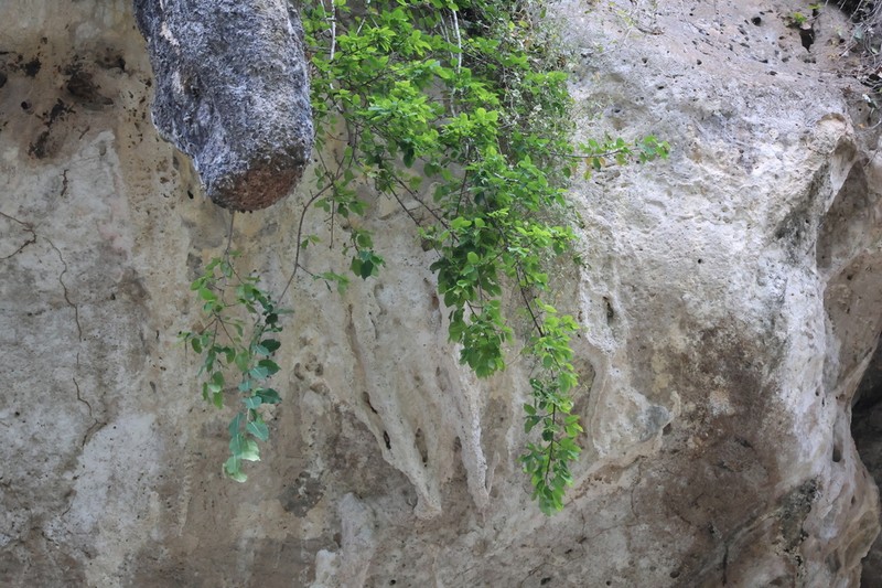 Ficus saxophila photo 3