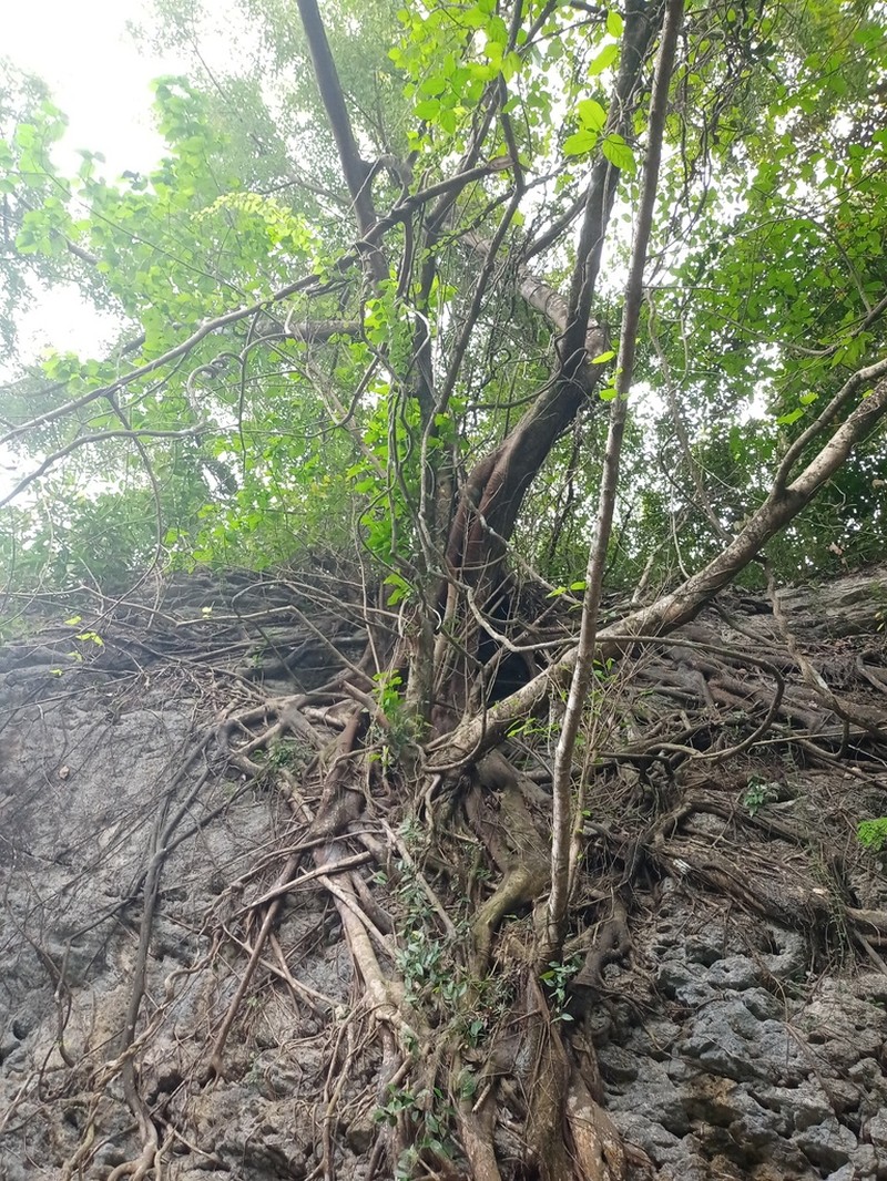 Ficus saxophila photo 4