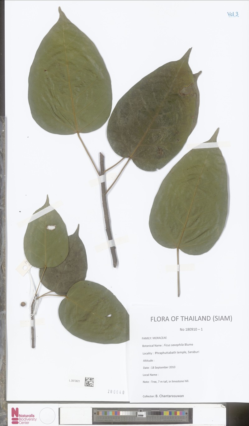 Ficus saxophila photo 6
