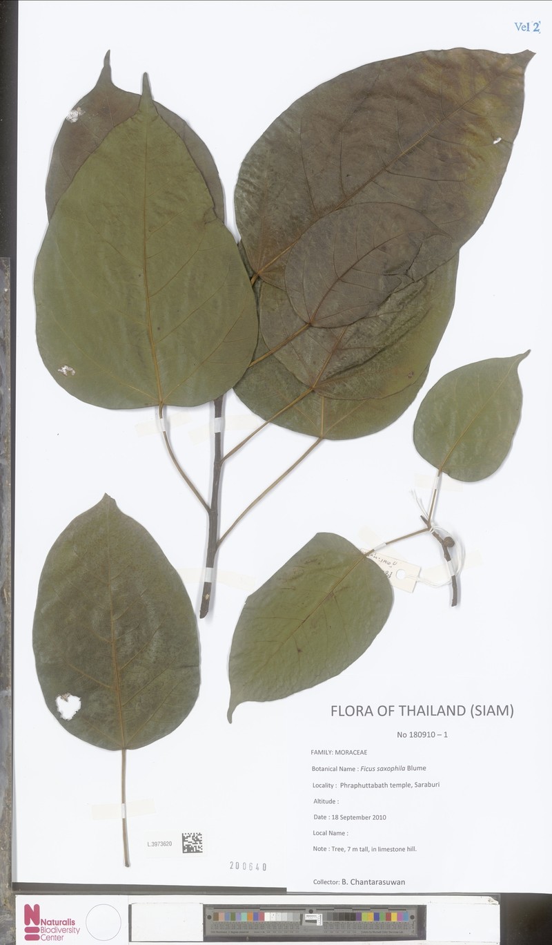 Ficus saxophila photo 7