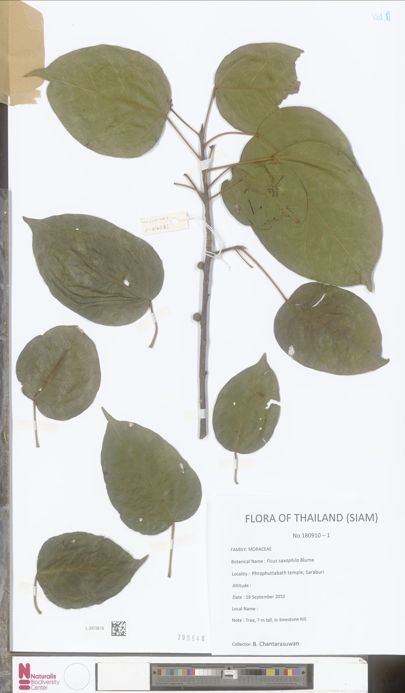 Ficus saxophila photo 8