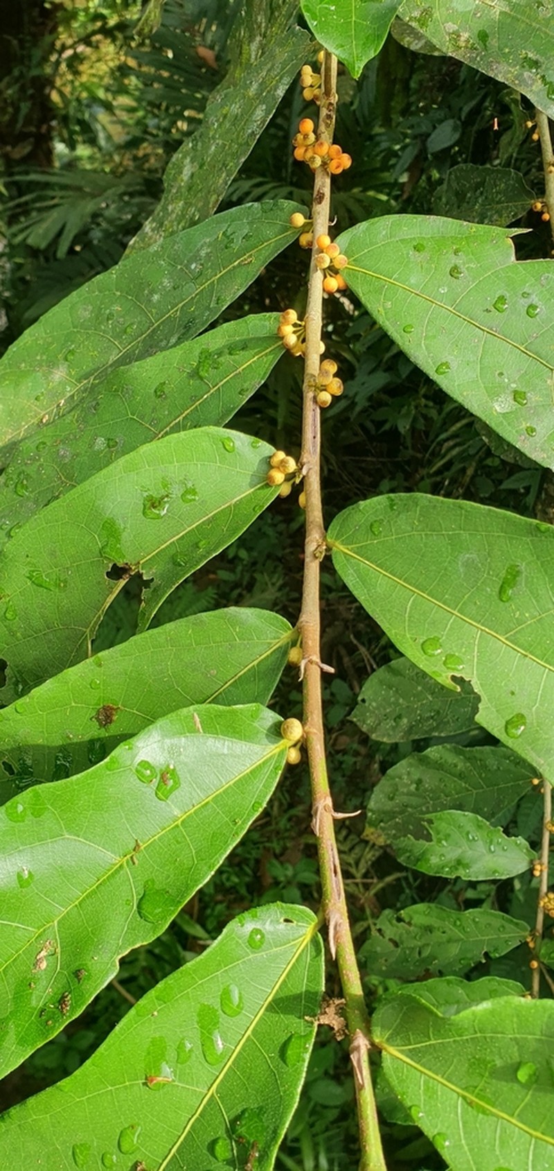 Ficus scaberrima