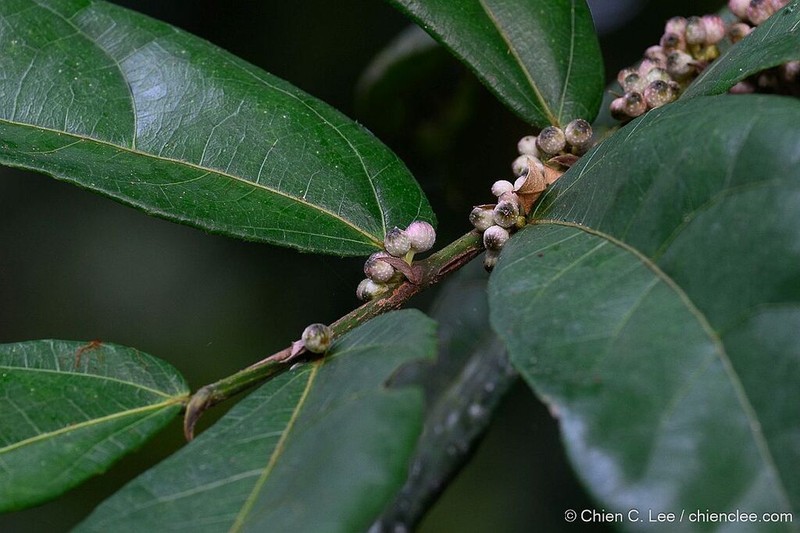 Ficus scaberrima photo 2