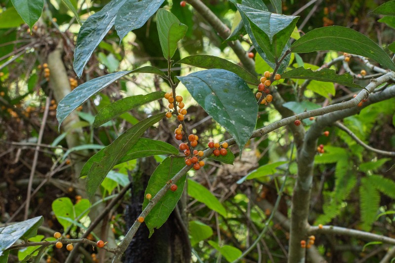 Ficus scaberrima photo 3