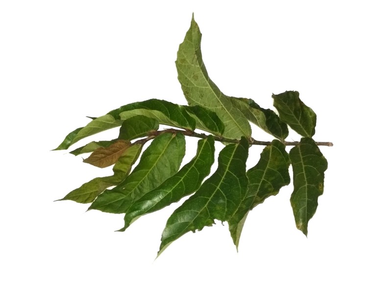 Ficus scaberrima photo 4