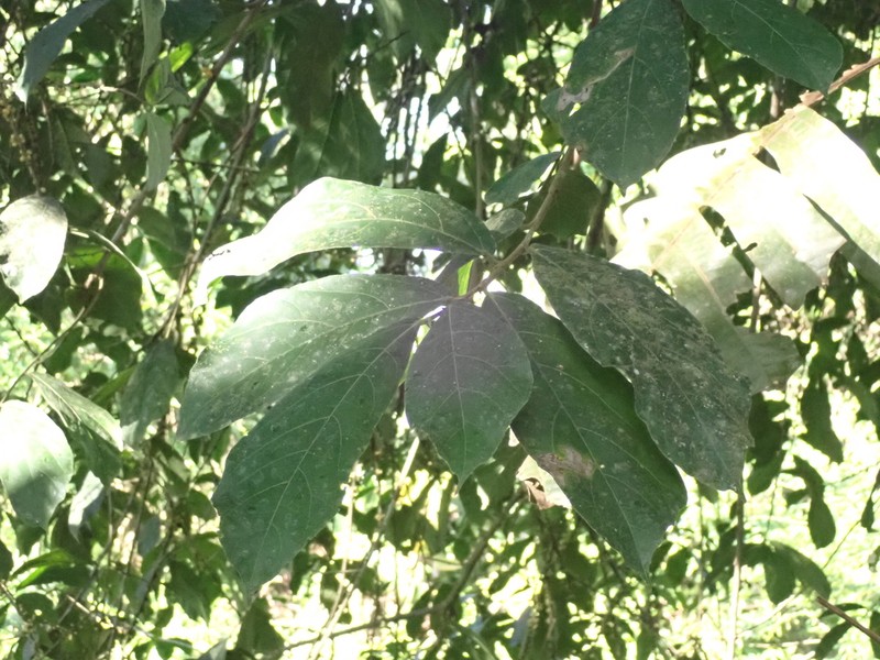 Ficus scaberrima photo 5