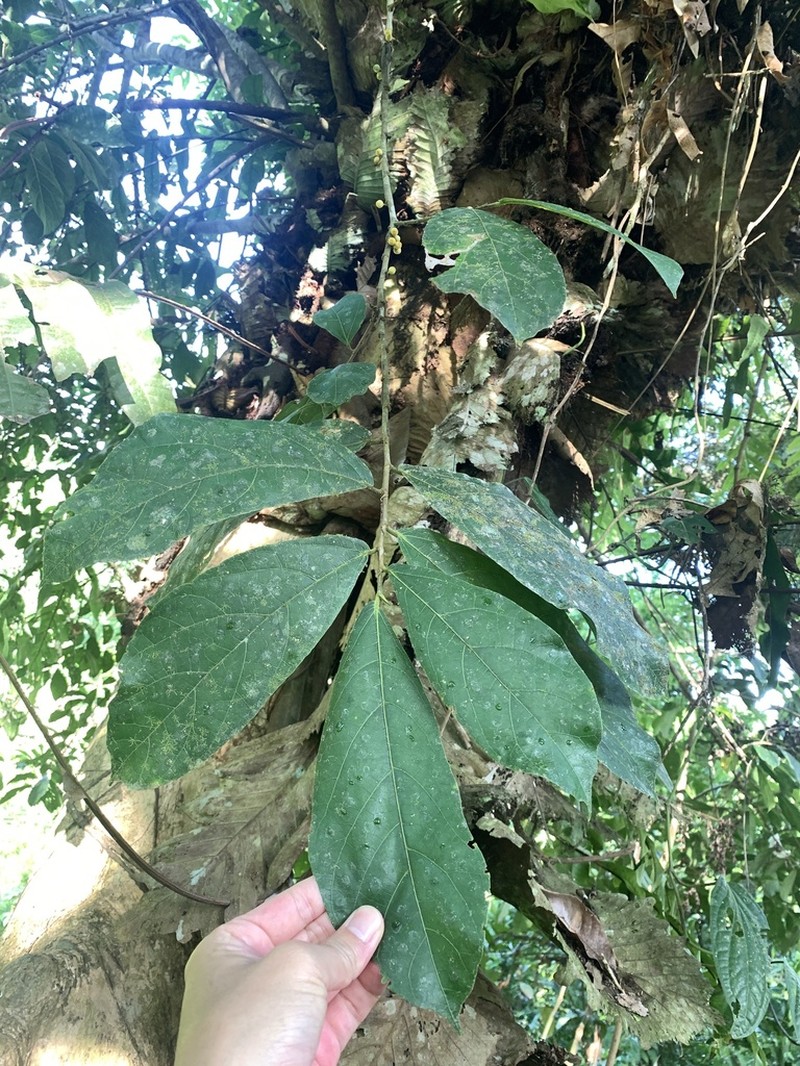 Ficus scaberrima photo 6