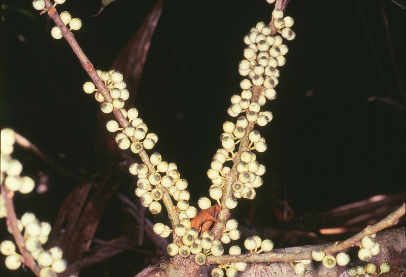 Ficus scaberrima photo 7