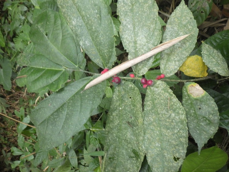 Ficus scaberrima photo 8