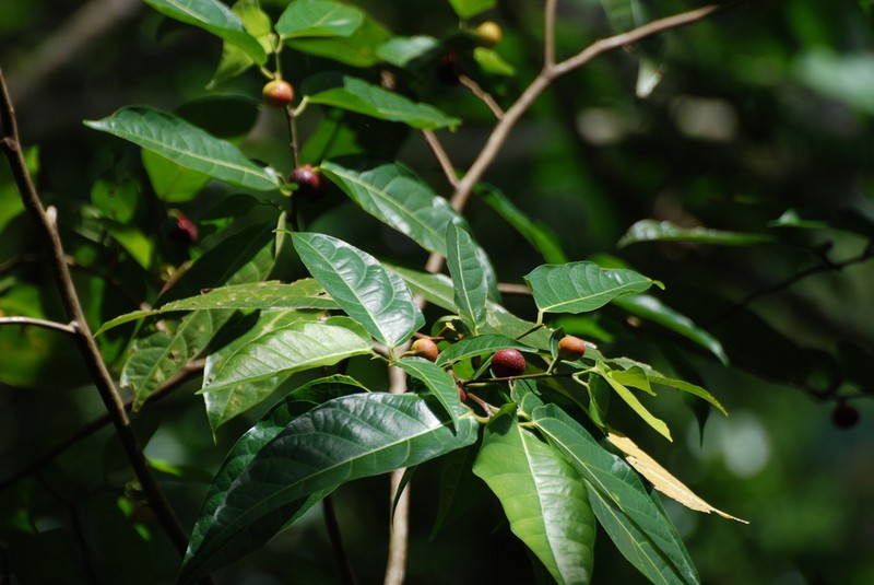 Ficus scabra