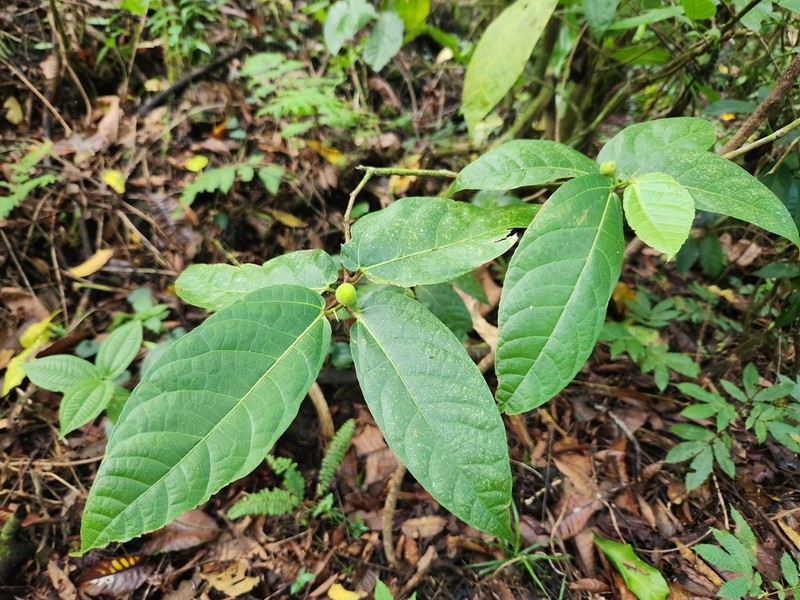 Ficus scabra photo 3