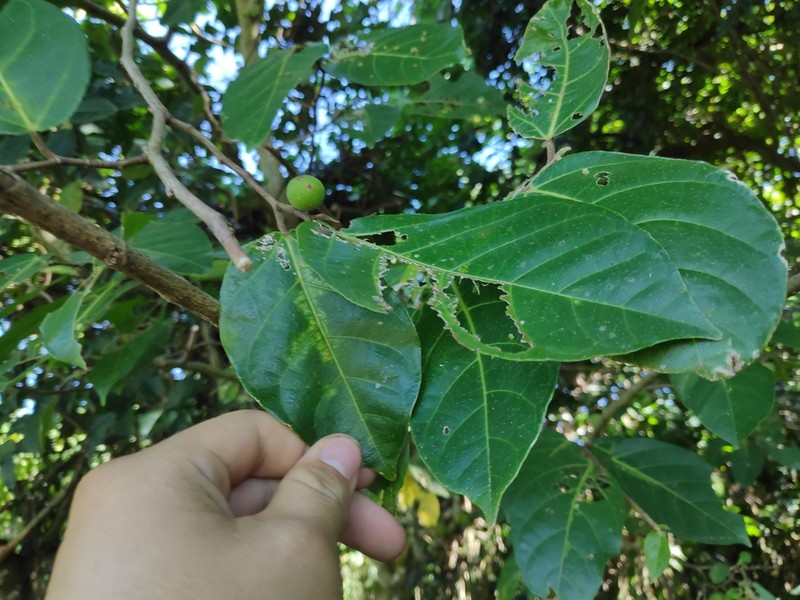 Ficus scabra photo 4