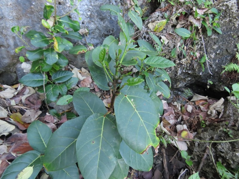 Ficus scabra photo 5