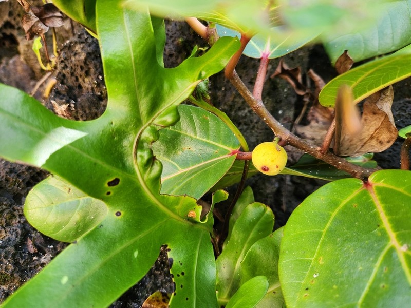 Ficus scabra photo 6