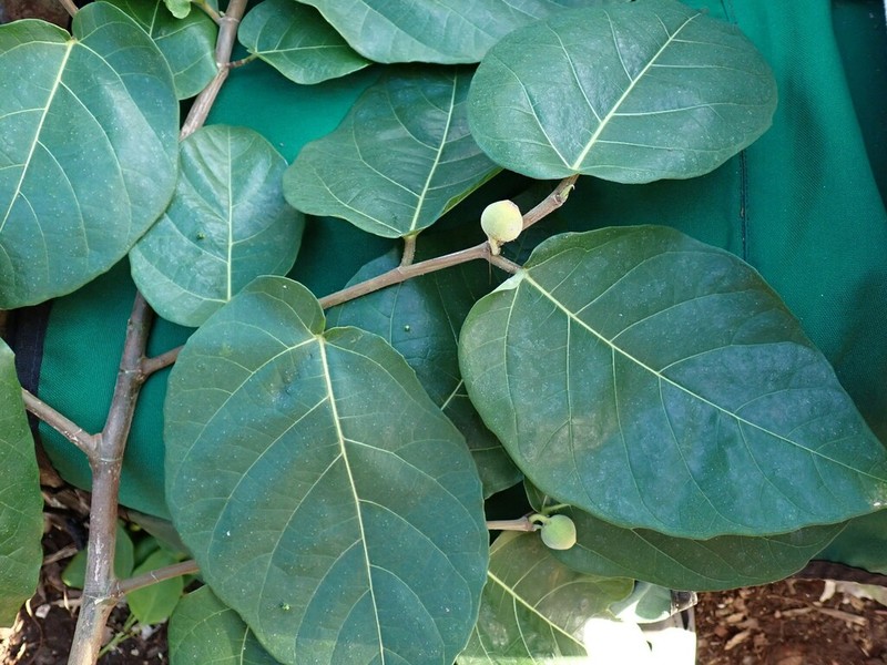 Ficus scabra photo 7