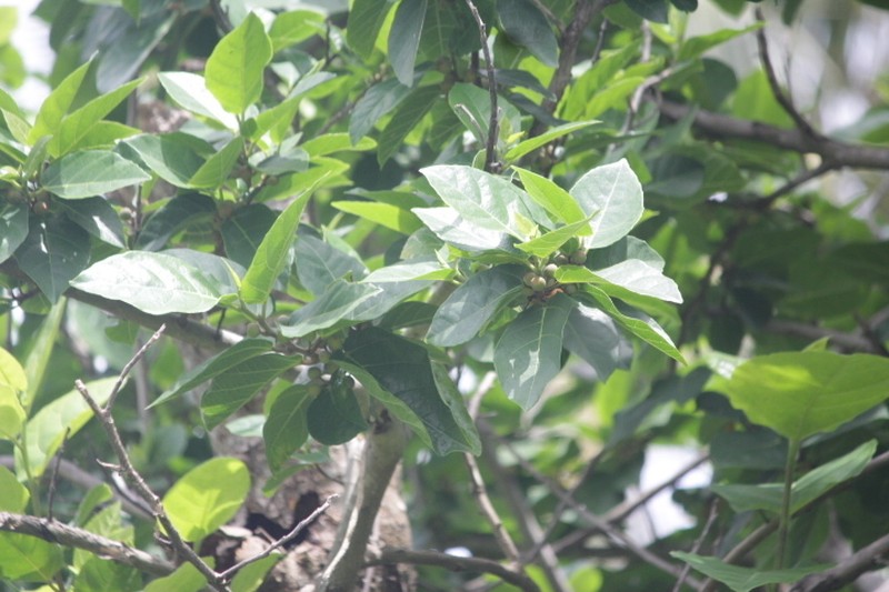 Ficus scabra photo 8