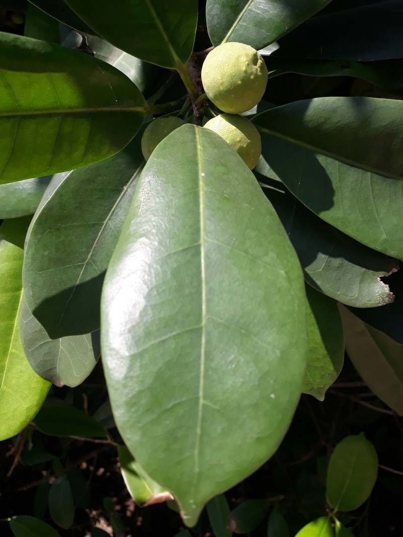 Ficus scassellatii