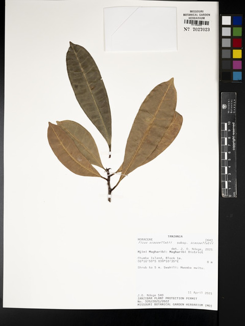 Ficus scassellatii photo 2