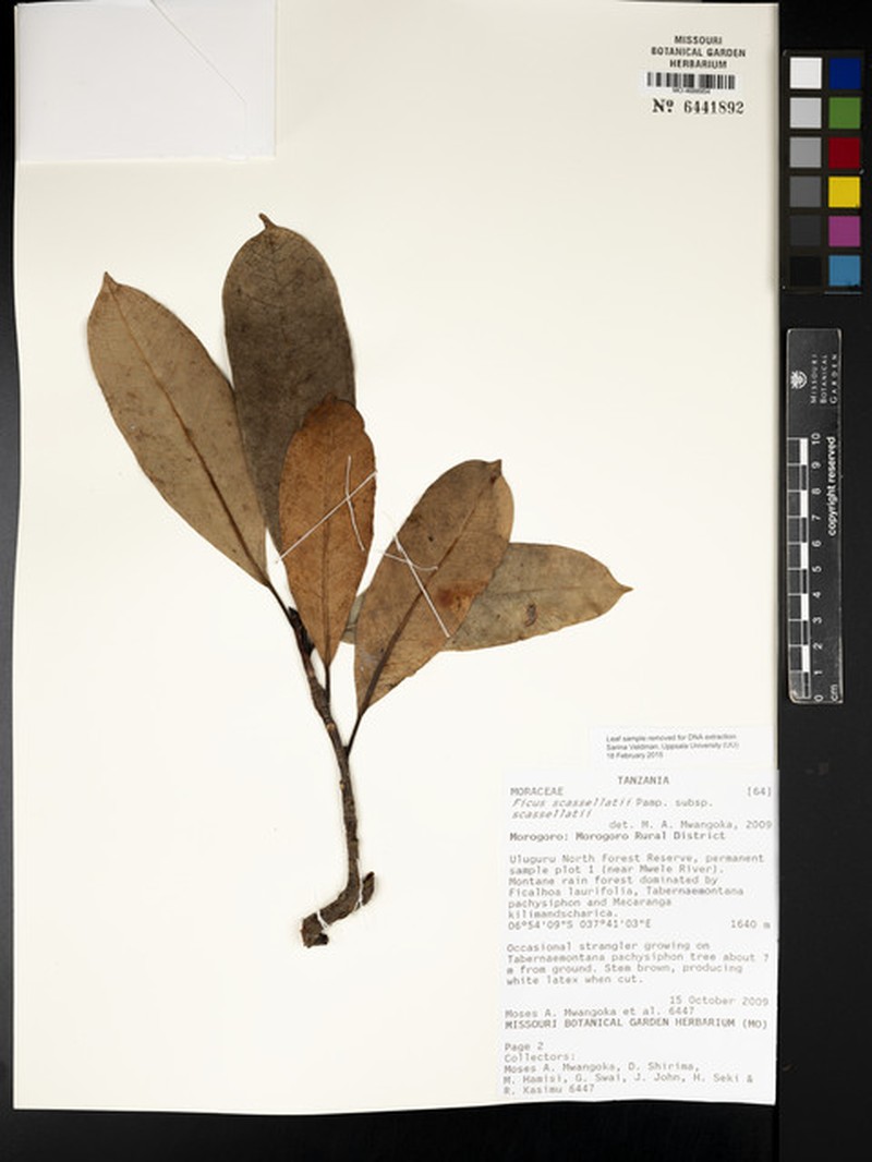 Ficus scassellatii photo 3