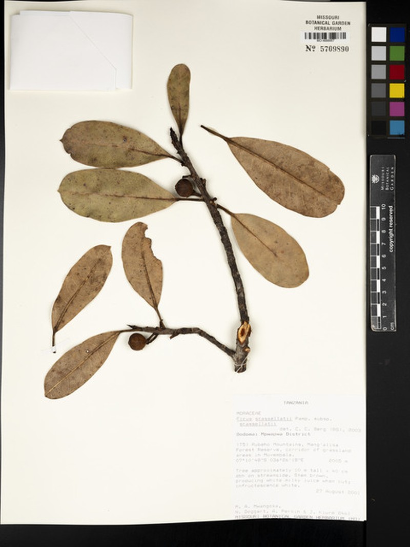 Ficus scassellatii photo 4