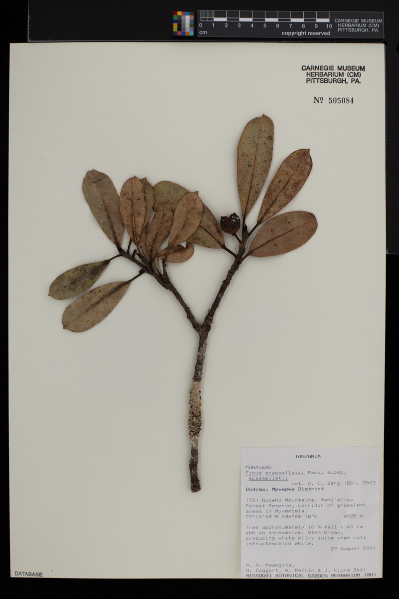 Ficus scassellatii photo 5