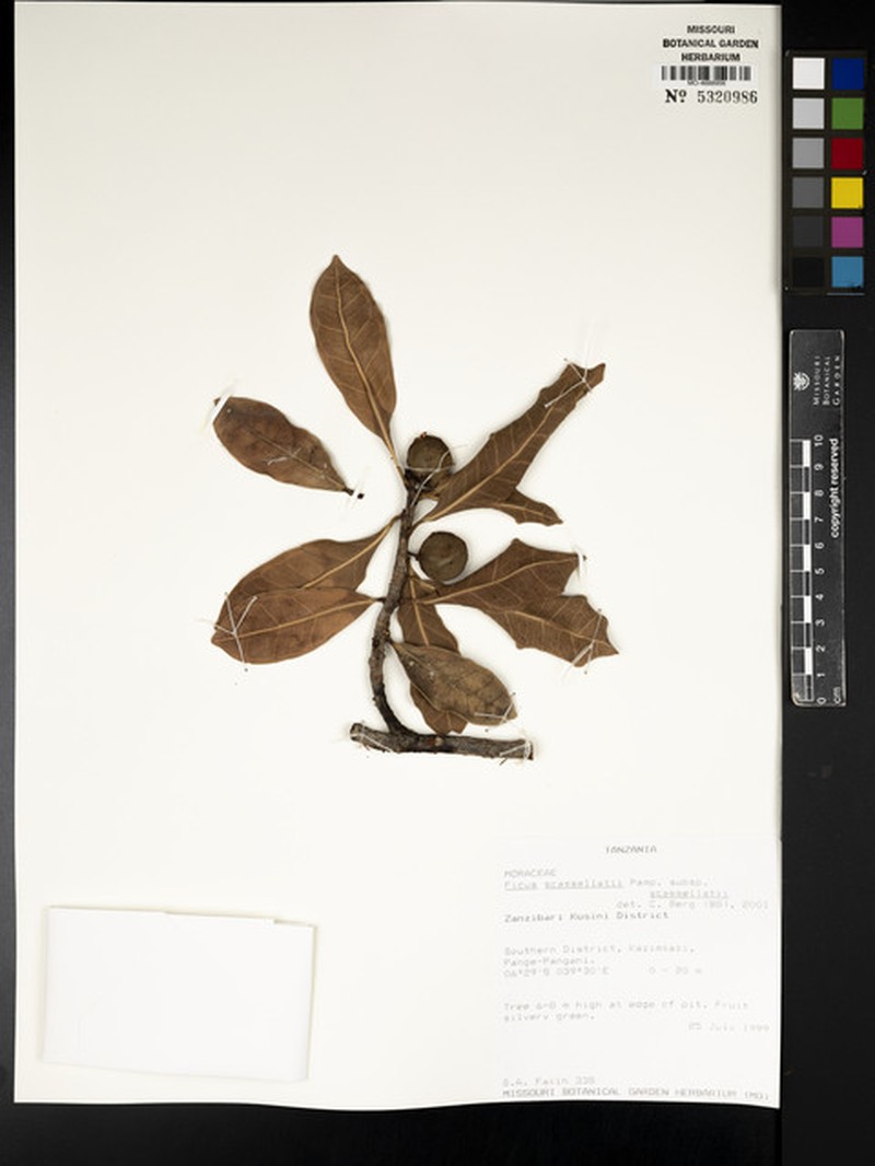 Ficus scassellatii photo 6