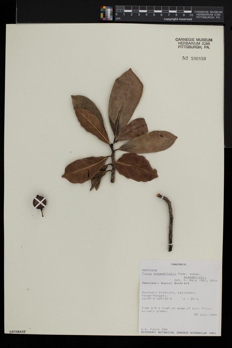 Ficus scassellatii photo 7