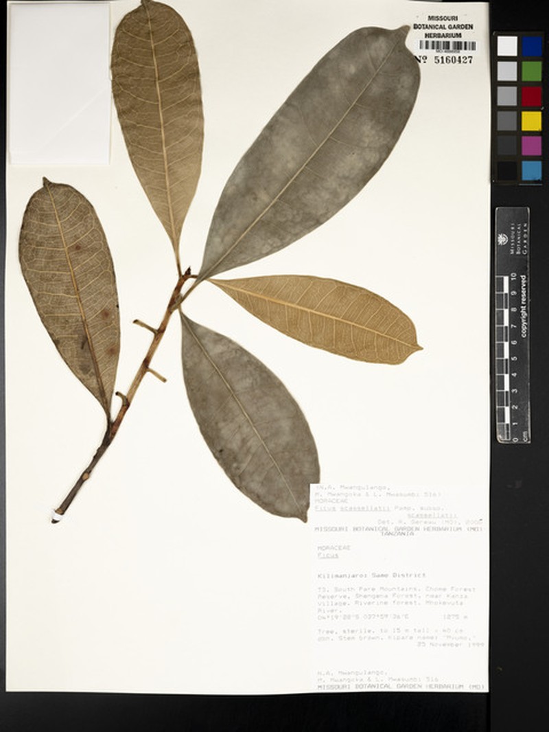 Ficus scassellatii photo 8