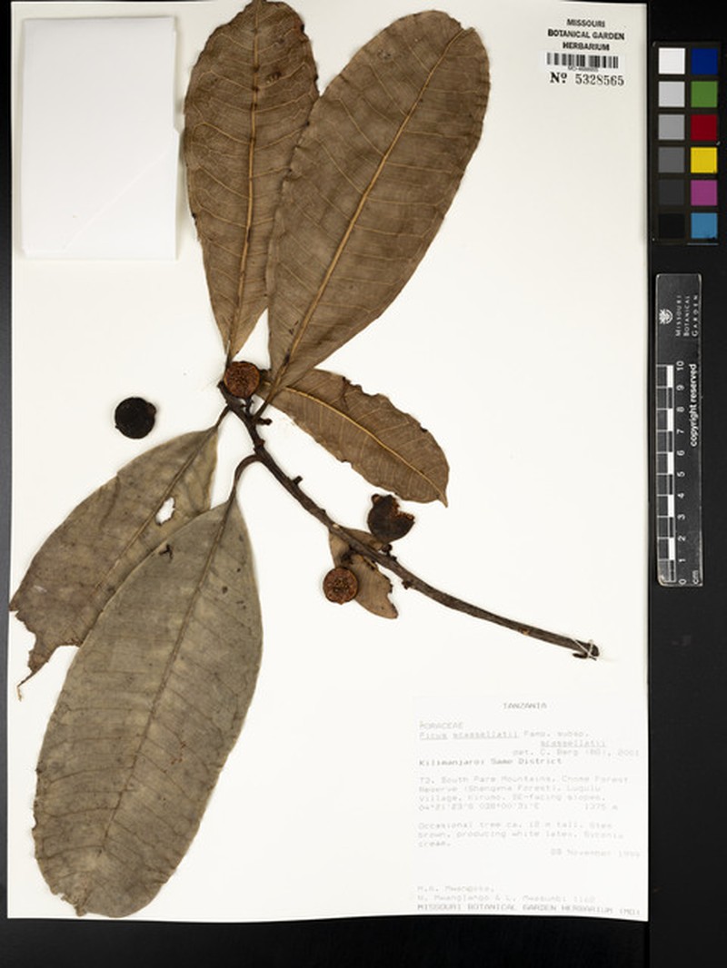 Ficus scassellatii subsp. scassellatii photo 8