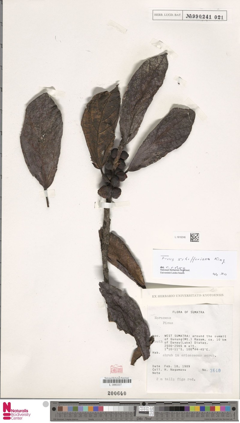 Ficus schefferiana