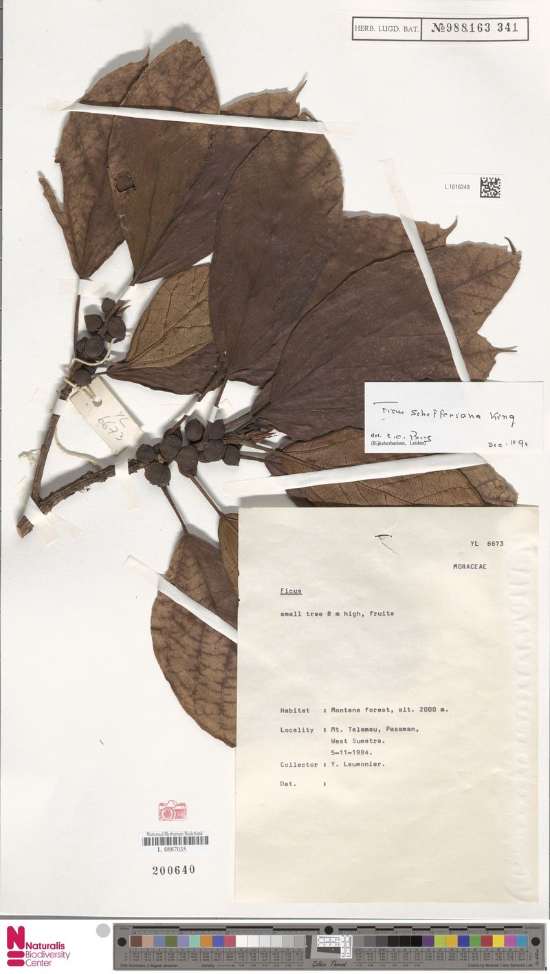 Ficus schefferiana photo 2