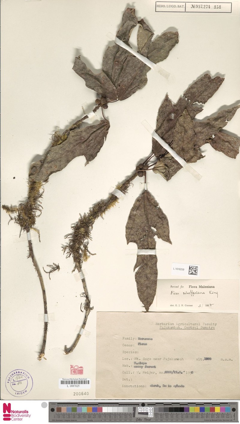 Ficus schefferiana photo 4