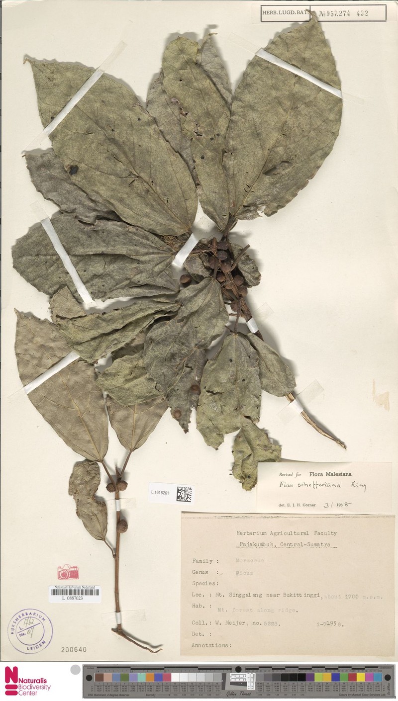 Ficus schefferiana photo 5
