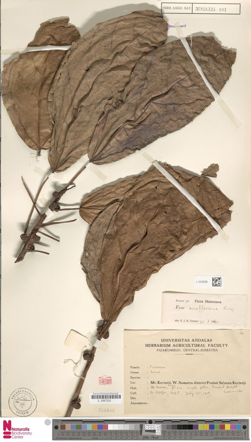 Ficus schefferiana photo 6