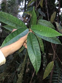 Ficus schippii