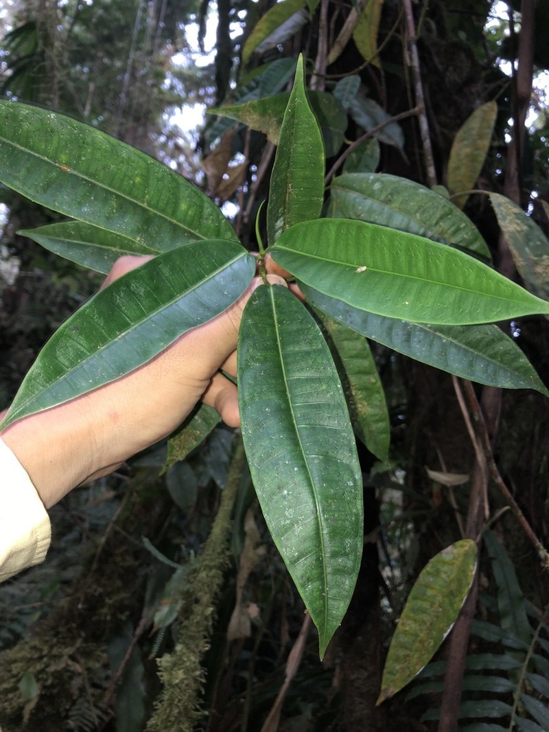 Ficus schippii