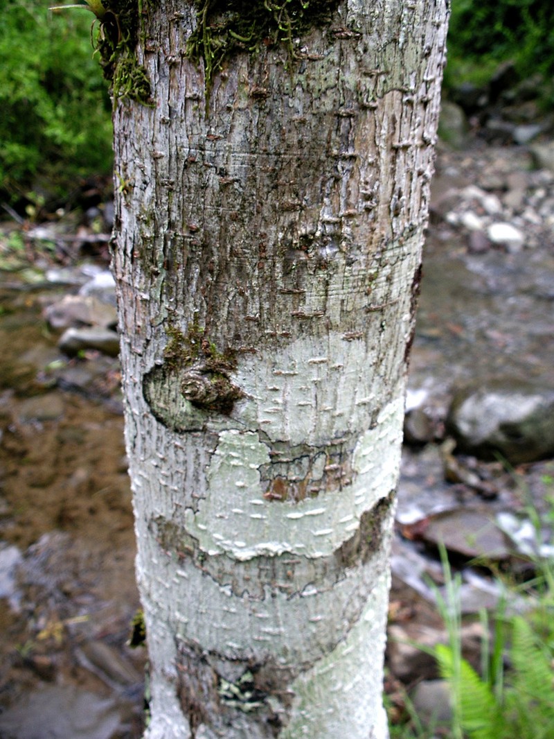 Ficus schippii photo 2