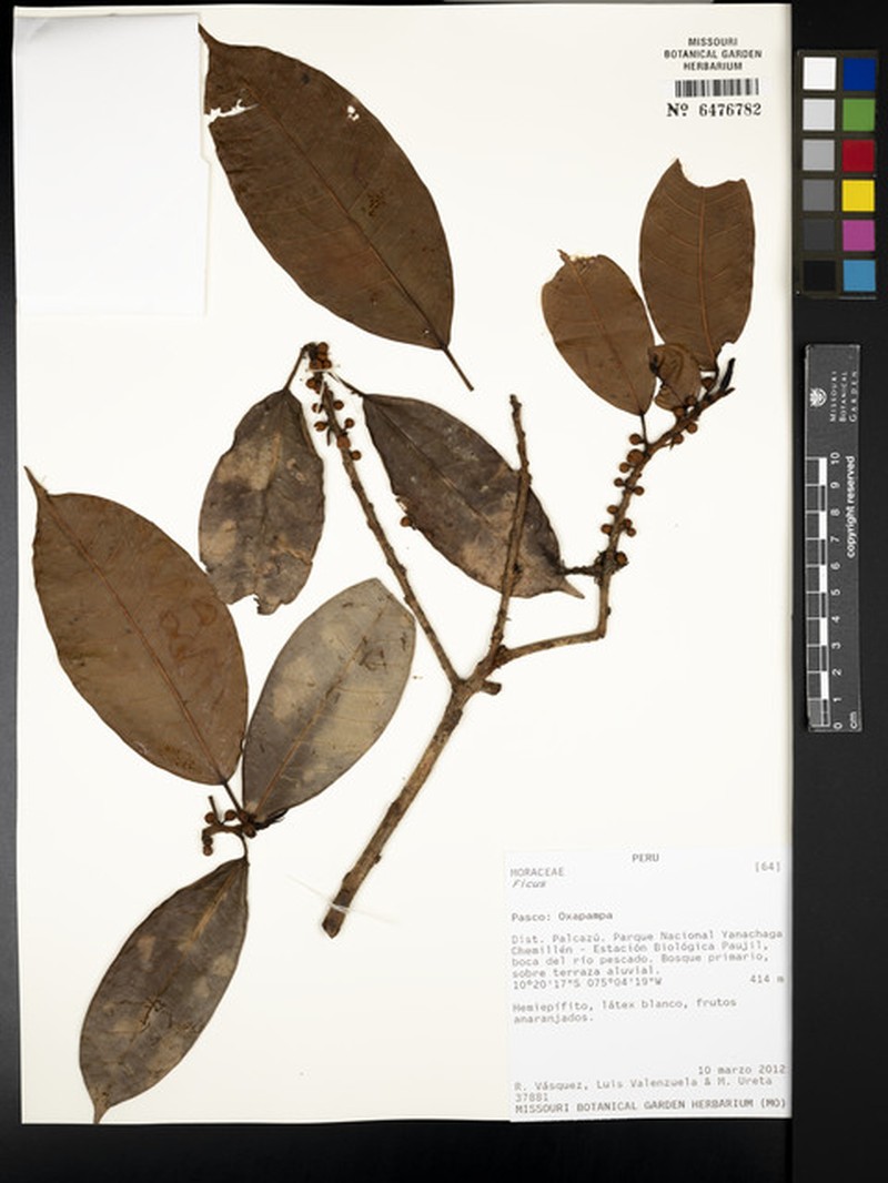 Ficus schippii photo 3