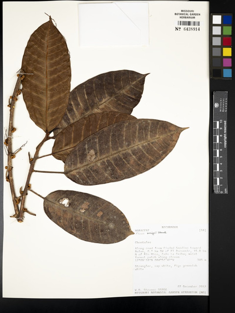 Ficus schippii photo 4