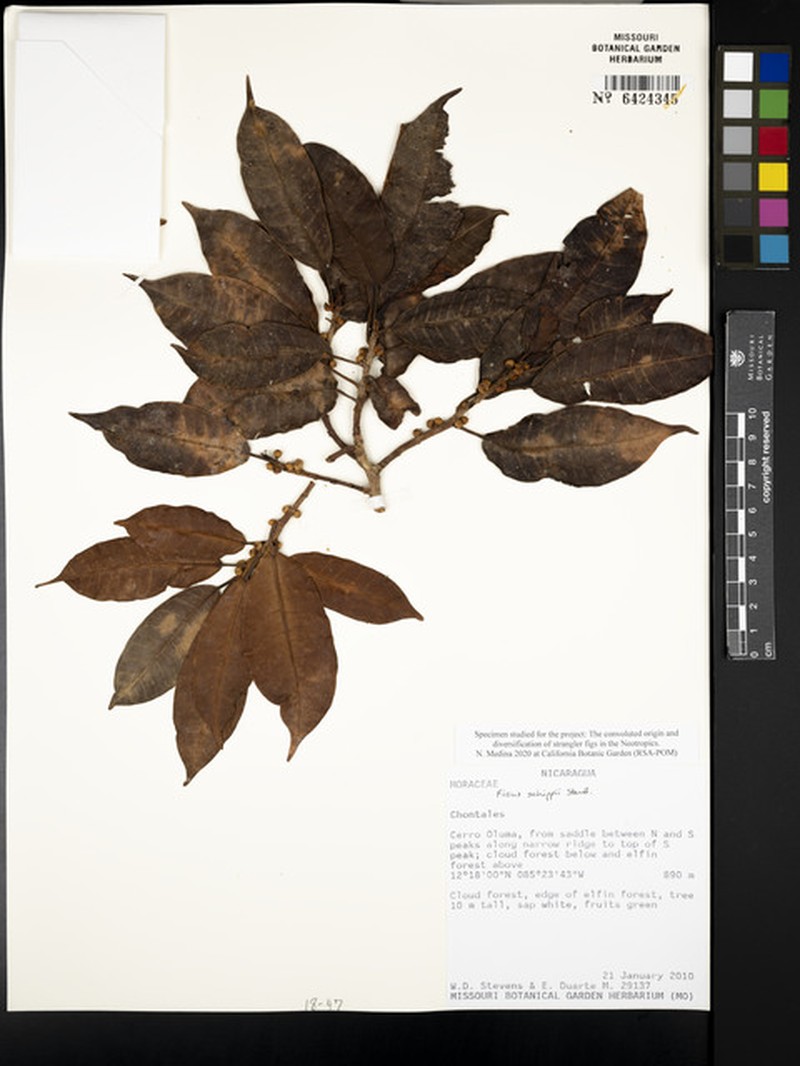 Ficus schippii photo 5