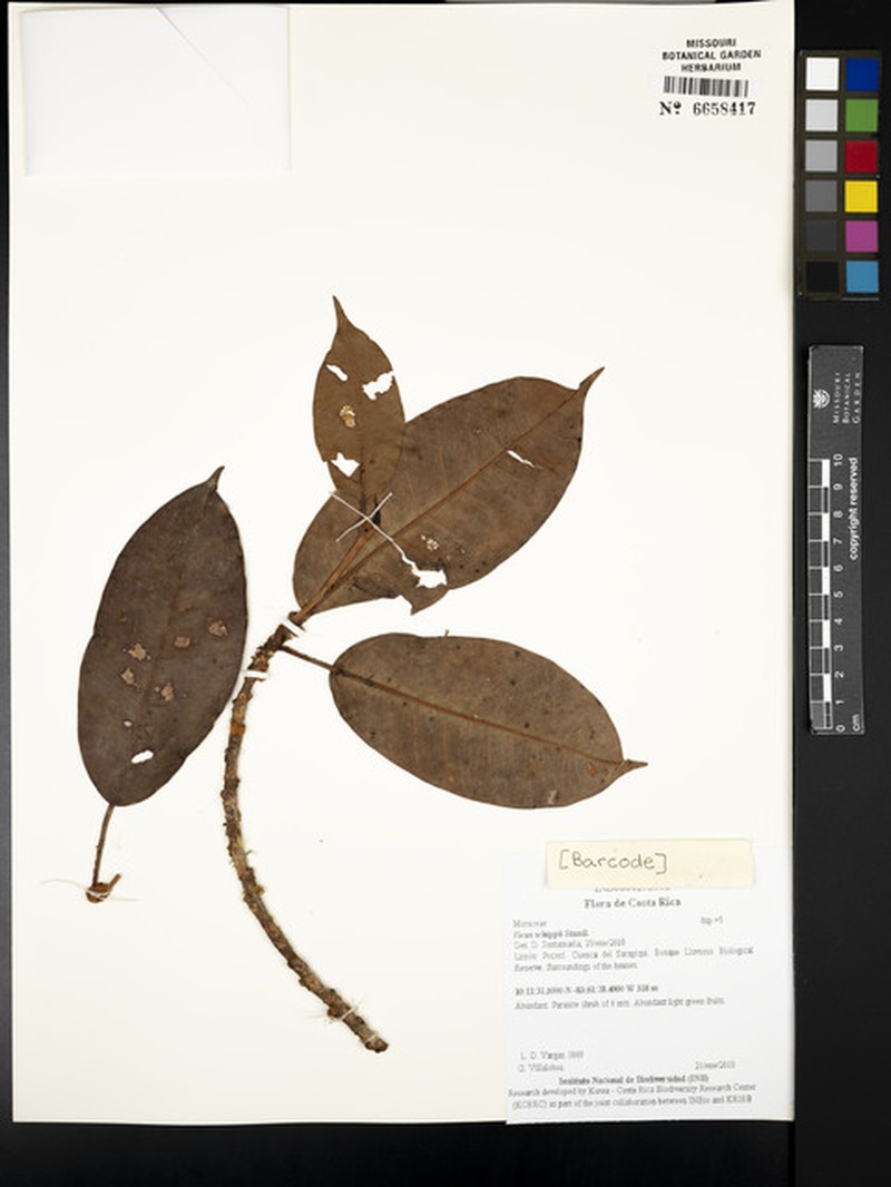 Ficus schippii photo 6