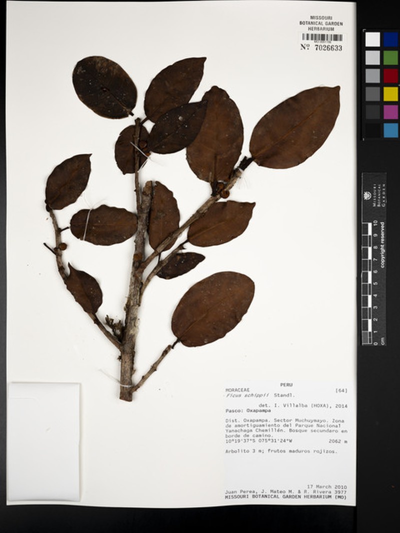 Ficus schippii photo 7