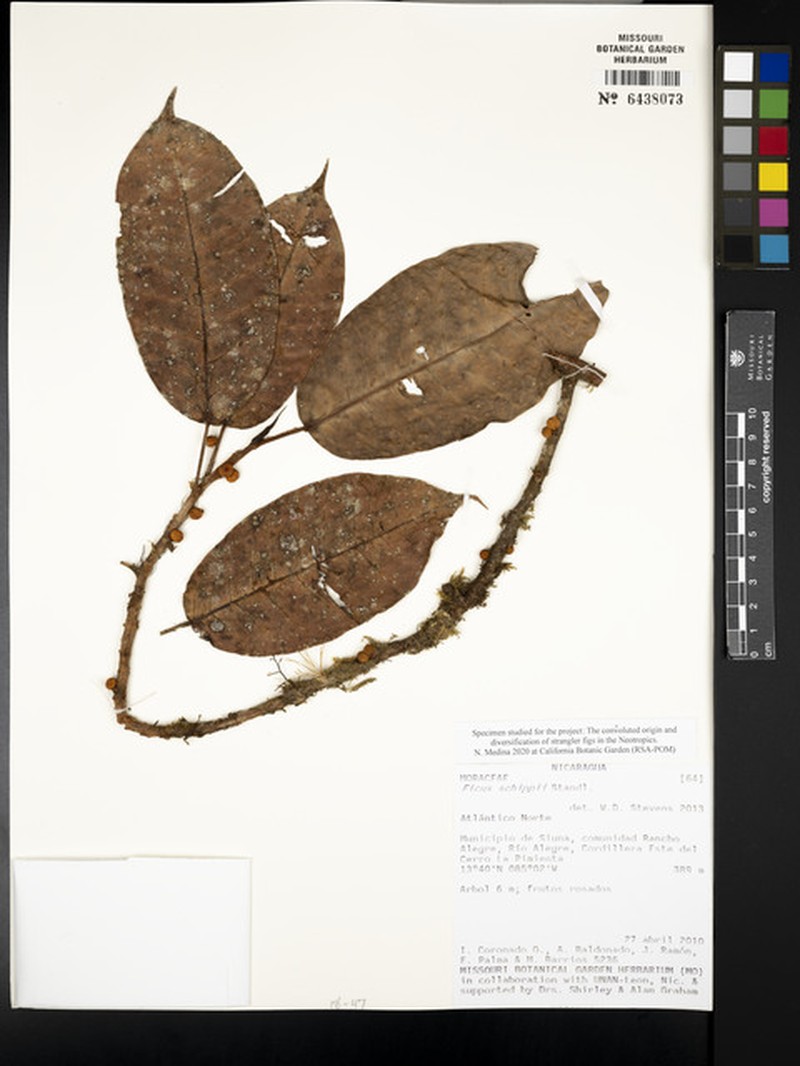 Ficus schippii photo 8